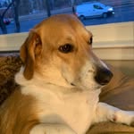 Wes 🐕 - @wesleychancellor - Instagram