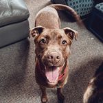 Wesley Charles - @wesleythebestiepup - Instagram