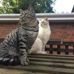 Wesley and Chester - @wesley_and_chester - Instagram