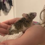 Wesley Chester 🐭 - @wesleythemouse - Instagram