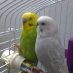 Wesley,Cloud, and Baloo - @wesleycloud_are_babies - Instagram