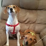 Wesley Dodd - @fattydodd - Instagram