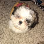 wesley jackson driscoll 🐶 - @wesleythetzu_ - Instagram