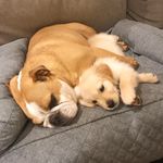 Wesley, Hugo & Duke - @wesley.hugo.duke - Instagram