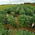 Wesley Everman - @ncstateweedsci - Instagram