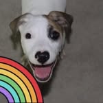 Wesley 🐶 - @wesley.gallant - Instagram