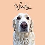 Wesley | Golden Retriever - @goldenboy_wesley - Instagram