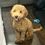 Wesley Bear - @wesley.goldendoodle_ - Instagram