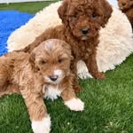 Wesley Golden Doodles For Adoption and Rehomingnear me - @wesleygoldendoodle - Instagram