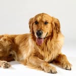 Wesley - @wesle_ygoldenretreiver - Instagram