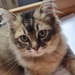 Wesley - @wesley_goldenbritishlonghair - Instagram