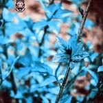Wesley Jefferson - @siddu.kiccha.3517 - Instagram