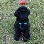 Wesley Knox Perkins - @wesleyperkinspup - Instagram