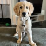 Wesley Lebron - @westhegoldenguy - Instagram