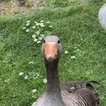 Wesley Leung - @wleung616 - Instagram
