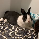Wesley Lloyd McGlone - @wesley_the_dutch - Instagram