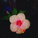 Wesley Moya - Facebook
