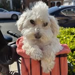 Sir Charles Wesley Muse - @its_charlie_muse - Instagram
