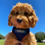Wesley Olds - @widdle_wesley - Instagram