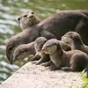 wesley.otte - @wesley.otte - TikTok