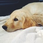 Wesley Pace - @wesleyhappydog - Instagram