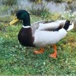 Wesley Pennington - @wesleypennington8 - Instagram