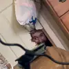 Wesley Peterson - @yeet24x7 - TikTok