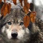 Wesley Stubbs - @weswolf323 - Instagram