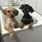 Wesley&Walter - @wesleyandwalter - Instagram