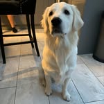Wesley the Golden Retriever - @wesley_wiseman19 - Instagram