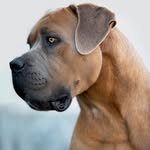West Coast Gladiators - @canecorso_westcoastgladiators - Instagram