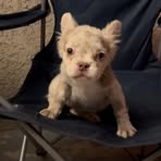 WestCoast Frenchies - Facebook