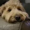 Westin - @westin.freeman - TikTok
