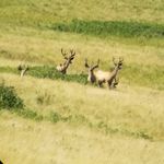 West Fullerton - @westfullerton - Instagram