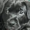 joanneludgategloverwest - @joanneludgategloverwest - TikTok