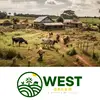 West Green - @west.green7 - TikTok