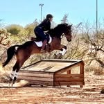 Westgrove Sporthorses - @westgrovesporthorses - Instagram