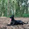 dutchshepherdnorthwest🇬🇧 - @dutchshepherdnorthwestuk - TikTok