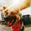 Soy kira - @kirathewestshepherd - TikTok