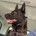 West Dutch Shepherd - @west.thedutchie - Instagram