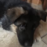 West German Shepherd - @maxthegermanshepherd2778 - Instagram