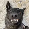 west the dutch shepherd - @west.dutch.shepherd - TikTok
