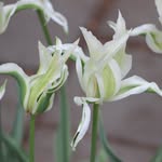 West Side Community Garden - @westsidecommunitygarden - Instagram