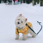 Мистер Ватсон - @west.watson - Instagram