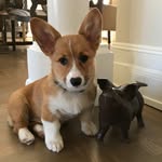 West Side Watson - @westsidewatson - Instagram