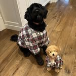 Westley - @westley_murphy_castelli - Instagram