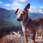 Weston Cooper - @weston_cooper_weenie - Instagram