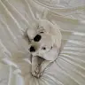 Shanna Darling - @weston.showem.howe - TikTok