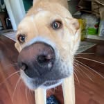 Weston Perry - @perry_the_platypus9 - Instagram