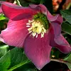 WestonSchmidtDVM93970 - @westonschmidtdvm93970 - TikTok